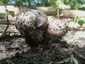 Csoportos csiperke (Agaricus bohusii), Budai-hegység